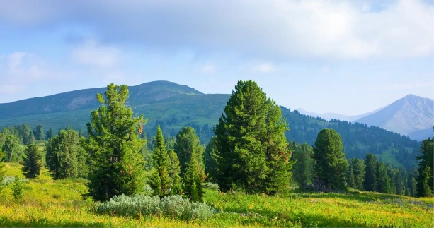 Tress-with-mountains